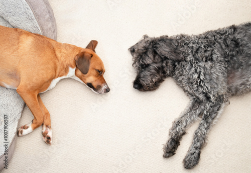 Canvas Print Relaxed dogs lying on carpet