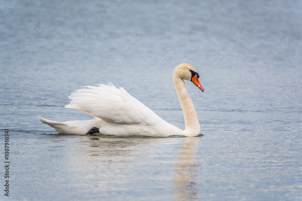 Graceful white Swan swimming in the lake, swans in the wild. Portrait of a white swan swimming on a lake. Graceful white Swan swimming in the lake, swans in the wild. Portrait of a white swan swimming on a lake.