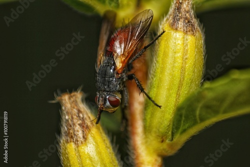 Close-Up of a Tachinid Fly on a Flower photo