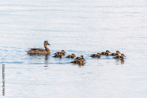 A family of ducks, a duck and its little ducklings are swimming in the water. The duck takes care of its newborn ducklings. Mallard, lat. Anas platyrhynchos