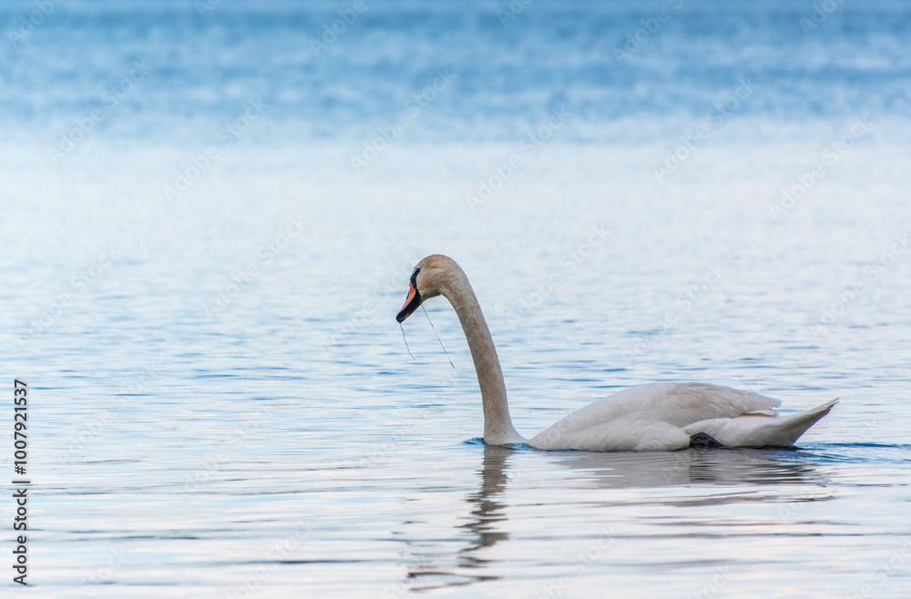 Graceful white Swan swimming in the lake, swans in the wild. Portrait of a white swan swimming on a lake. Graceful white Swan swimming in the lake, swans in the wild. Portrait of a white swan swimming on a lake.