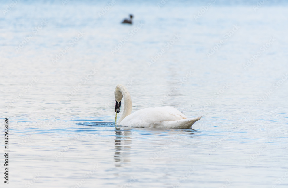 Graceful white Swan swimming in the lake, swans in the wild. Portrait of a white swan swimming on a lake. Graceful white Swan swimming in the lake, swans in the wild. Portrait of a white swan swimming on a lake.