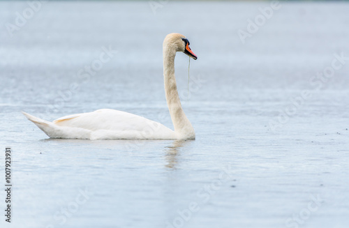 Graceful white Swan swimming in the lake, swans in the wild. Portrait of a white swan swimming on a lake.