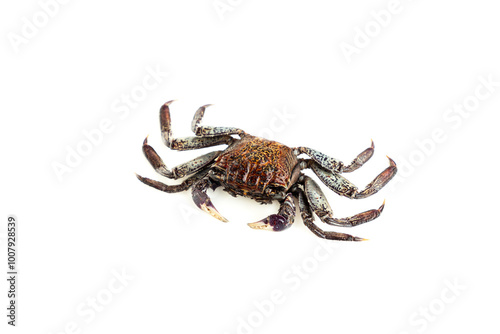 Mangrove tree crab isolated on white background, Fiddler crab, Seafood