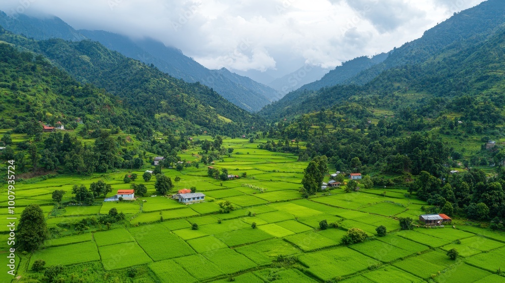 Aerial view of lush green rice fields surrounded by mountains and cloudy sky. Aerial view of lush green rice fields surrounded by mountains and cloudy sky.