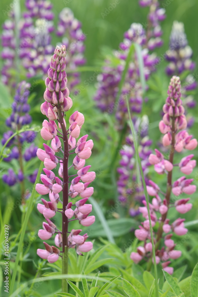 beautiful lupine flower, blue wildflowers, 2 beautiful lupine flower, blue wildflowers, 2