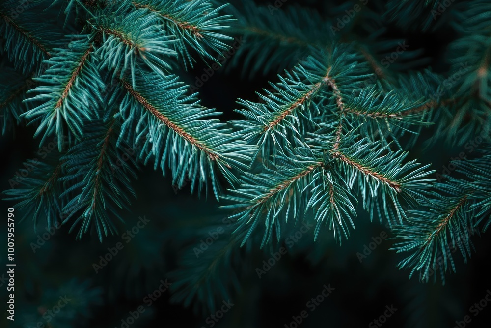 Close-up of Pine Tree Branches with Dark Background Close-up of Pine Tree Branches with Dark Background