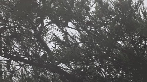 Pine branches swaying in the stormy weather of late summer