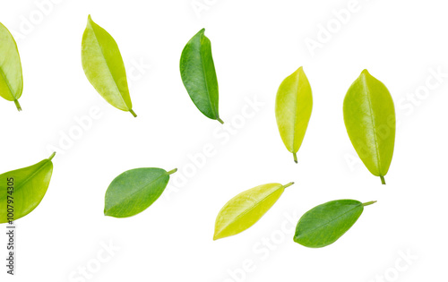 Green nature leaves on white background isolate with clipping path it easy to cut and edit.