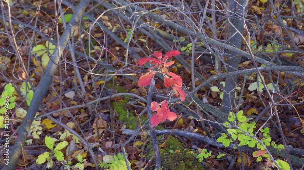 Autumn Leaves, Plants, and Wild Fruits Near Edmonton
Autumn Leaves, Plants, and Wild Fruits Near Edmonton