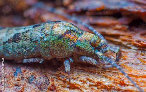 Jumping Bristletail - Lepismachilis y-signata, Archaeognatha photo