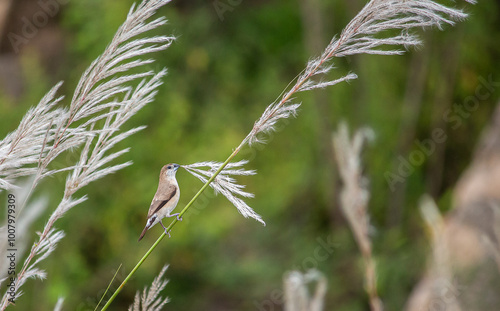 Red Munia perched on a Twig