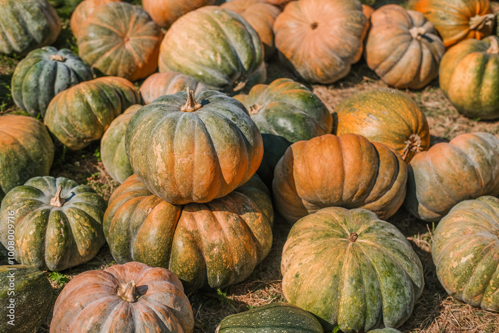 Harvest of various pumpkins in a field during autumn season surrounded by colorful foliage Harvest of various pumpkins in a field during autumn season surrounded by colorful foliage