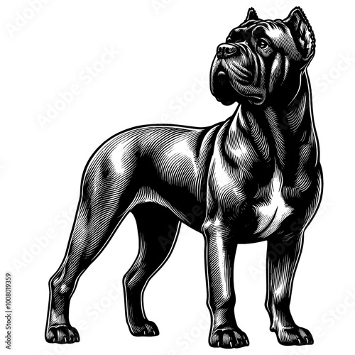 Cane Corso in full-body, hand drawn sketch. Vector isolated on white background	