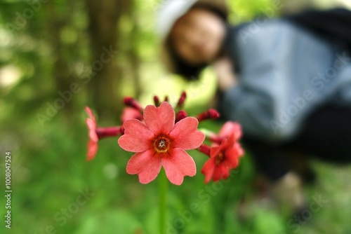 クリンソウ A