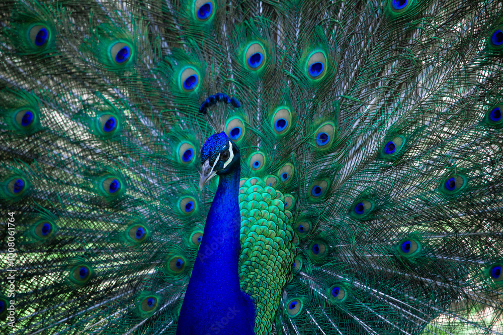 Obraz premium Wild Peacocks in Macintosh Island Park, Surfers Paradise, Australia.
