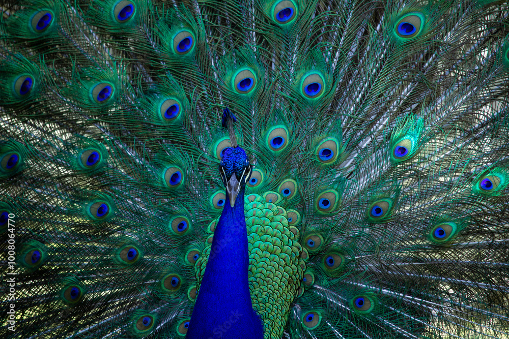 Obraz premium Wild Peacocks in Macintosh Island Park, Surfers Paradise, Australia.