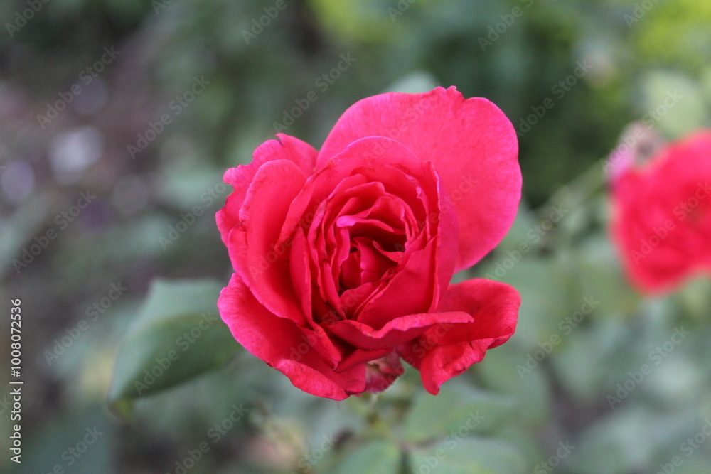 Beautiful Fresh Garden Roses with green leaves Beautiful Fresh Garden Roses with green leaves