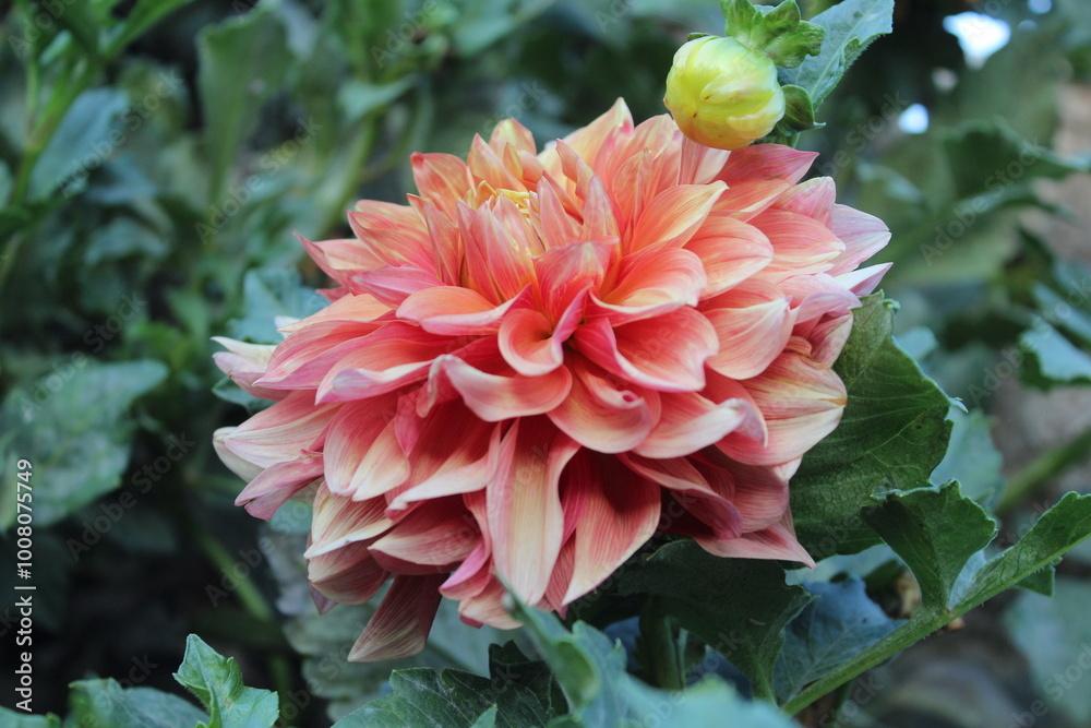 Beautiful Dahlia flowers in a summer garden Beautiful Dahlia flowers in a summer garden