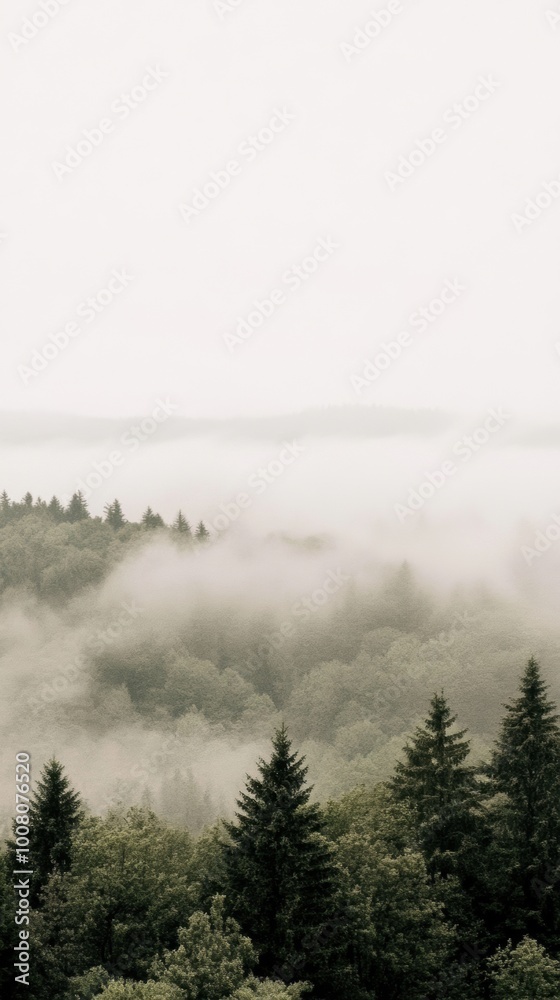 A forest filled with lots of trees covered in fog A forest filled with lots of trees covered in fog