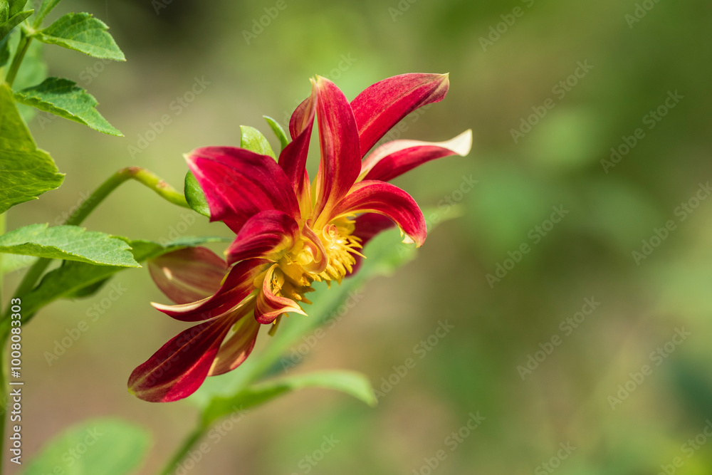 Closeup view of stem, leaves and flower of red and golden yellow dahlia pinnata blooming outdoors in garden isolated on bright natural background Closeup view of stem, leaves and flower of red and golden yellow dahlia pinnata blooming outdoors in garden isolated on bright natural background