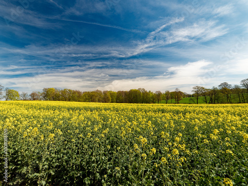This image shows a vast field of yellow rapeseed flowers stretching toward the horizon. In the distance, there are green trees under a vibrant blue sky filled with wispy white clouds, creating a seren
