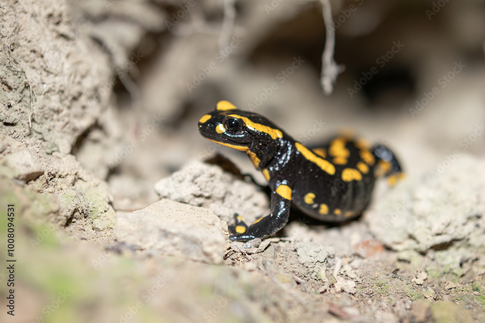 Fire salamander comes out of its cave - Salamandra salamandra Fire salamander comes out of its cave - Salamandra salamandra