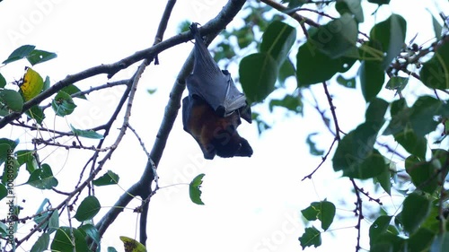 A wild little red flying-fox (pteropus scapulatus) hanging upside down from a tree branch amidst lush green foliage, close up shot. photo