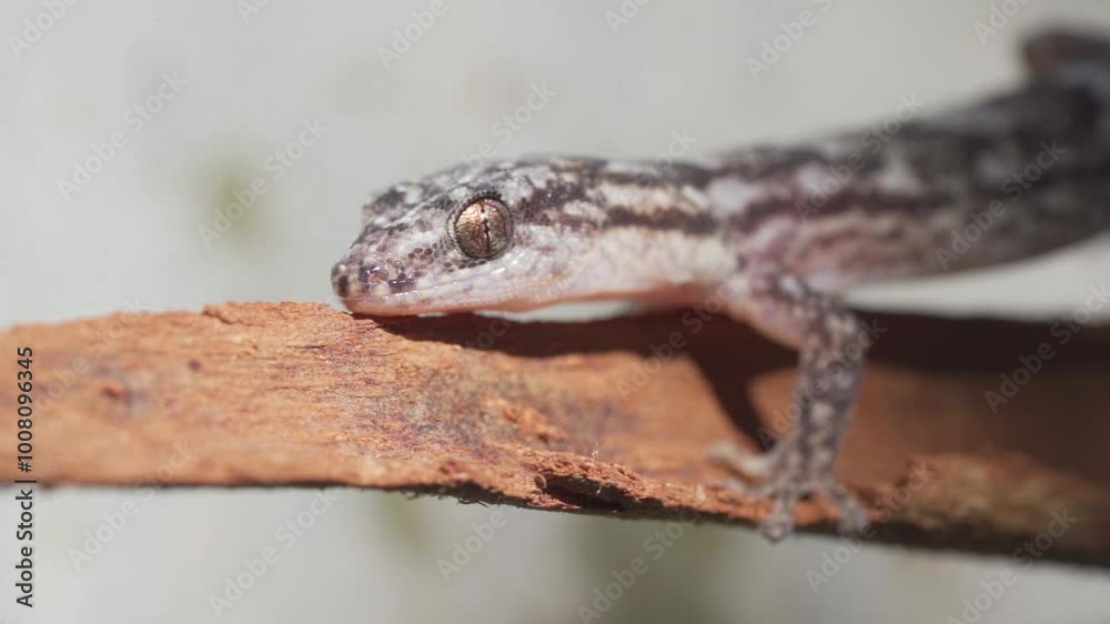 Macro Shot of a Marbled Gecko (Christinus marmoratus) On Eucalyptus Trunk, Endemic to Australia - Close Up shot
