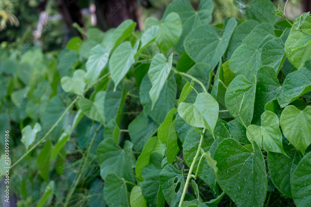 Tinospora crispa Tinospora crispa