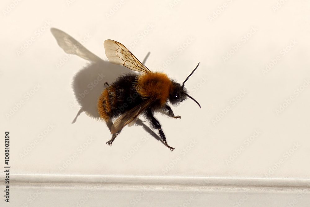 Close up of a Common carder bee (Bombus pascuorum), family Apidae on white sliding door. Autumn. Dutch garden, October Close up of a Common carder bee (Bombus pascuorum), family Apidae on white sliding door. Autumn. Dutch garden, October