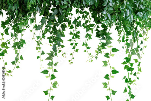 PNG Hanging plant backgrounds leaf ivy.