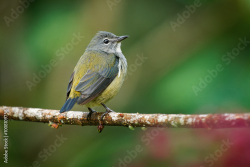 Black-sided or Bornean flowerpecker Dicaeum monticolum bird in Dicaeidae endemic to Borneo, found in the mountains above 1,000 m (3,300 ft) in elevation. Colorful small bird, black and red male