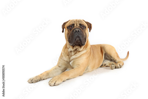 guard dog lying looking in front isolated on white Bullmastiff on studio 