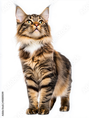 Maine Coon cat, standing on all fours and looking up, cut out on white background.