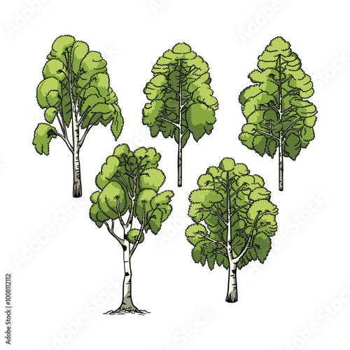 Brich tree vector