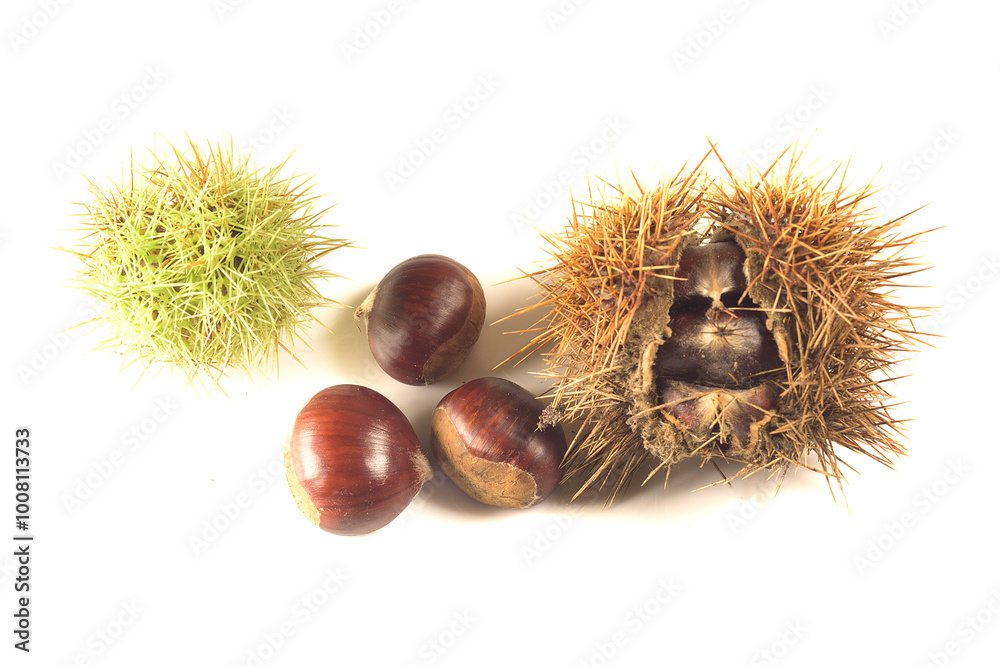chestnuts and their pods isolated on white background. Autumn fruits concept chestnuts and their pods isolated on white background. Autumn fruits concept