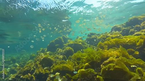 Wallpaper Mural Close-up slow pan video of bright algae on a rock in a tide pool with natural sunlight, showcasing textures and shimmering water Torontodigital.ca