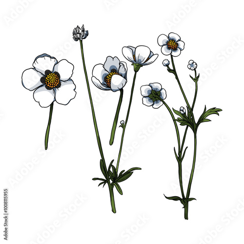 Buttercup flowers vector