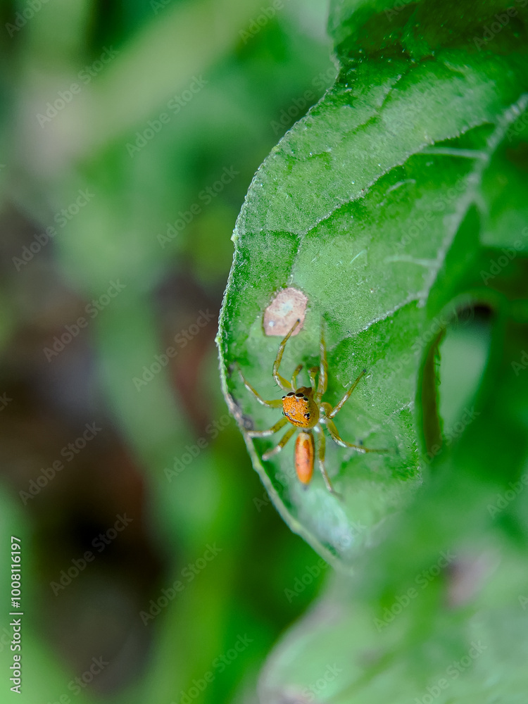 Lynx Spider (Oxyopes salticus) Resting on Green Leaf Lynx Spider (Oxyopes salticus) Resting on Green Leaf