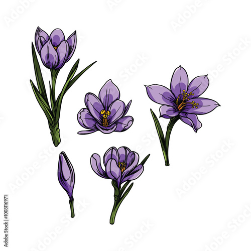 purple crocus flowers photo