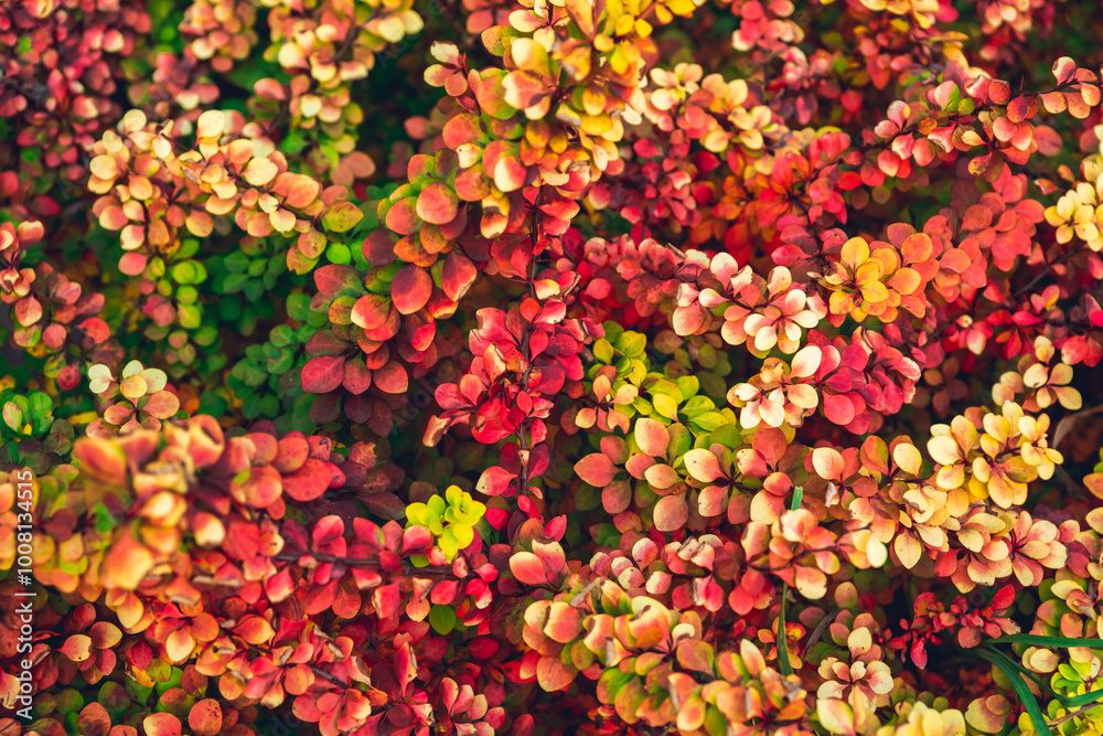 Barberry bush in the garden. Selective focus. Shallow depth of field. Shot from above. Barberry bush in the garden. Selective focus. Shallow depth of field. Shot from above.