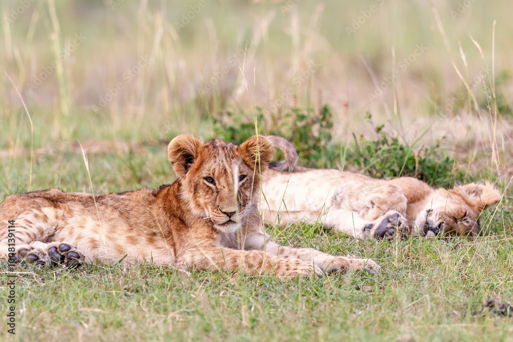 Lion cubs resting in the grass on the savannah Lion cubs resting in the grass on the savannah