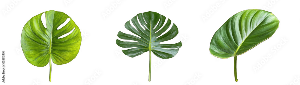Monstera Leaves. Whole Leaf, Partial Leaf, and Close. Up of the Leaf Texture. Isolated on a Transparent Background. Cutout PNG. Monstera Leaves. Whole Leaf, Partial Leaf, and Close. Up of the Leaf Texture. Isolated on a Transparent Background. Cutout PNG.