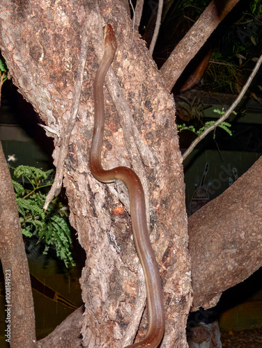 Olive Python (Liasis olivaceus) in Australia photo