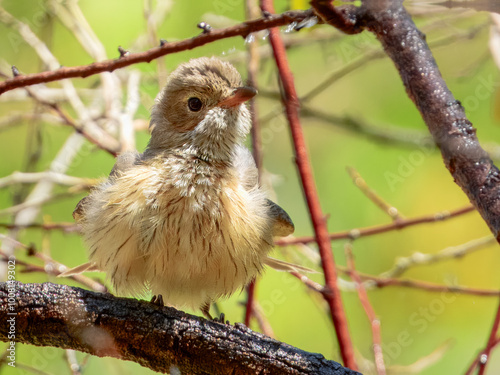 Rufous Whistler - Pachycephala rufiventris in Australia photo