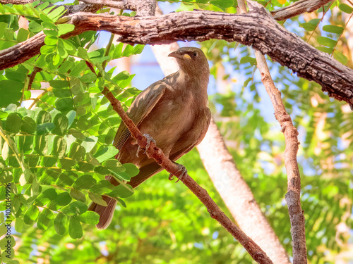 White-gaped Honeyeater - Stomiopera unicolor in Australia photo