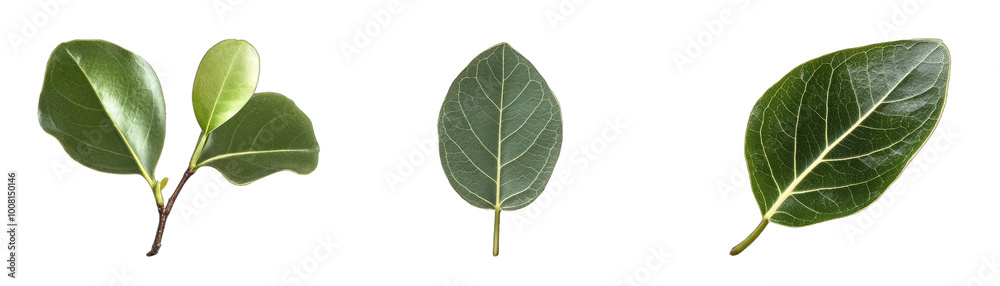 Ficus Leaves. a Branch With Clusters, a Lone Leaf, and Macro Showing Texture. Isolated on a Transparent Background. Cutout PNG. Ficus Leaves. a Branch With Clusters, a Lone Leaf, and Macro Showing Texture. Isolated on a Transparent Background. Cutout PNG.