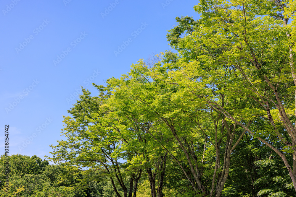 新緑の季節