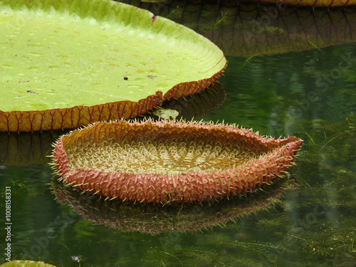 Baby-Seerose neben Riesenseerose im SSR Botanical Garden photo